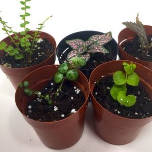 Tiny Terrarium Plants, includes String of Turtles